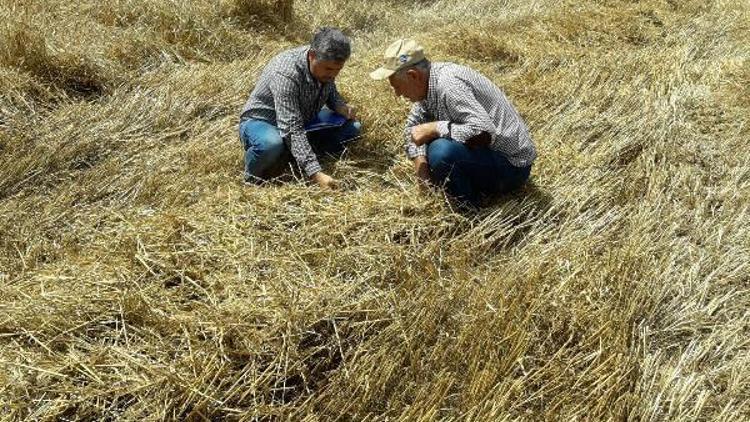 Gıda tarım İl Müdürü Andiç: Buğday rekoltesinde artış bekliyoruz