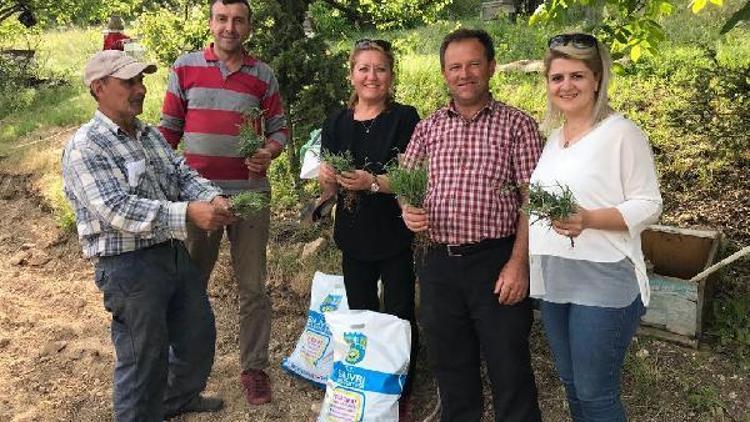 Vize ilçesinde lavanta projesi hayata geçirildi