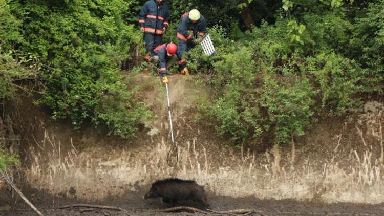 Gölette mahsur kalan domuz uzun uğraşlar sonucu kurtarıldı