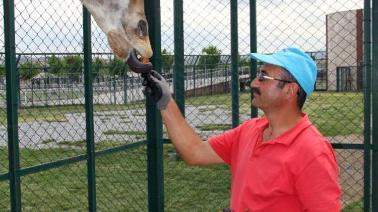 Zürafa Zambakın en sevdiği meyve yenidünya