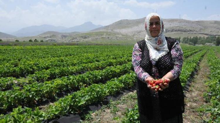 Patatesi bıraktı, çilekle yüzü güldü