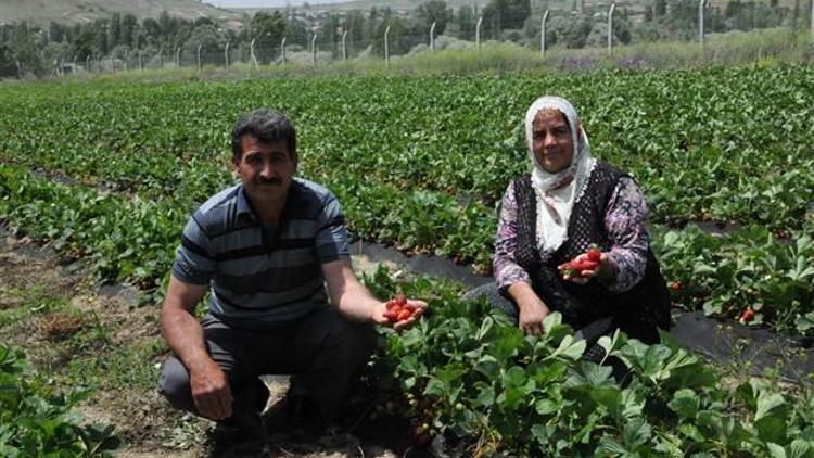 Patatesi bıraktı, günde 1500 lira kazanıyor