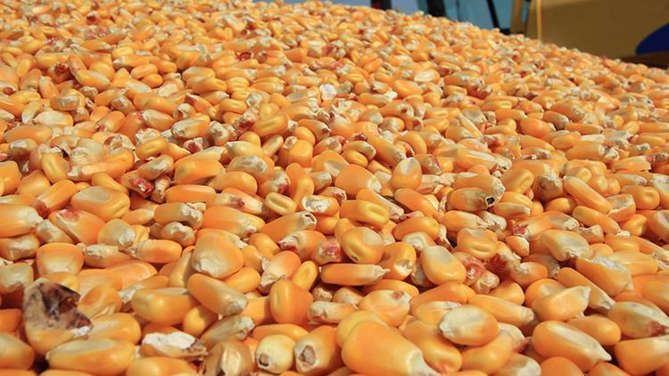 200 bin ton yemlik mısır için ihale