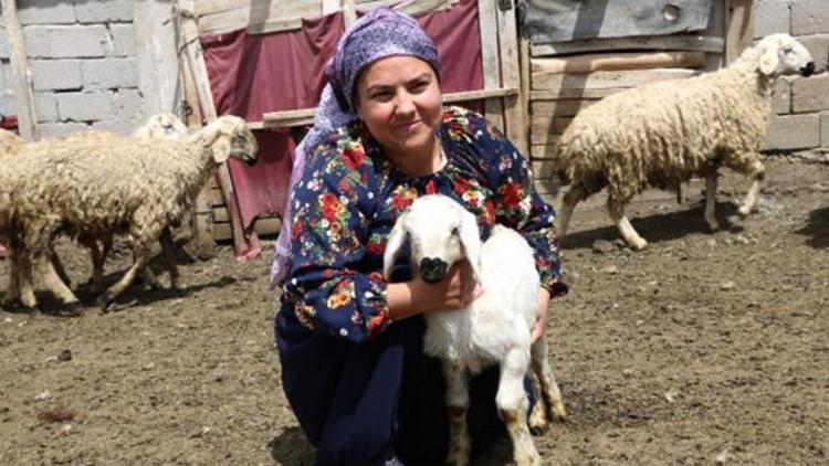 Üniversite mezunu genç kadın koyun çiftliği kurdu