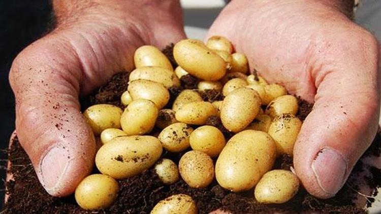 Yerli patates tohumuna büyük ilgi