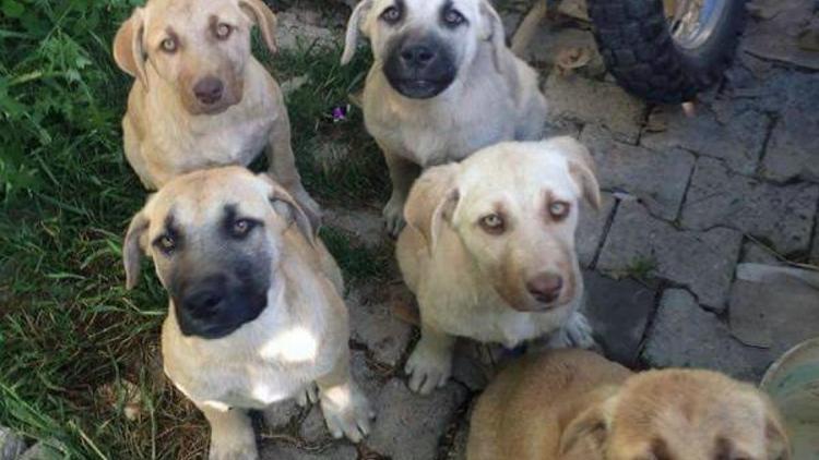 Mahallelinin sahiplendiği 6 köpek zehirlenerek öldürüldü