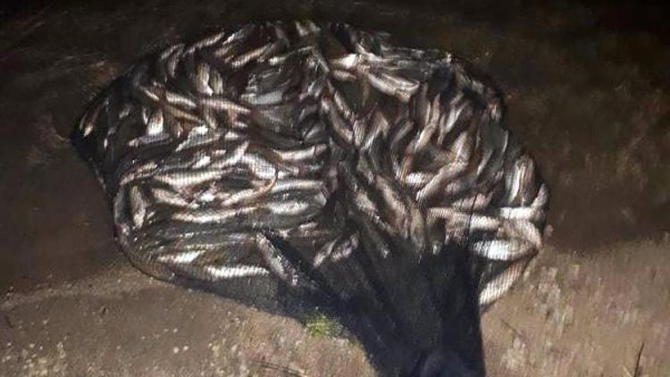 Ahlat’ta kaçak avlanan 100 kilo inci kefali tekrar Van Gölüne bırakıldı