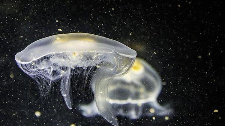 Okyanus dibinde yeni canlı türleri bulundu