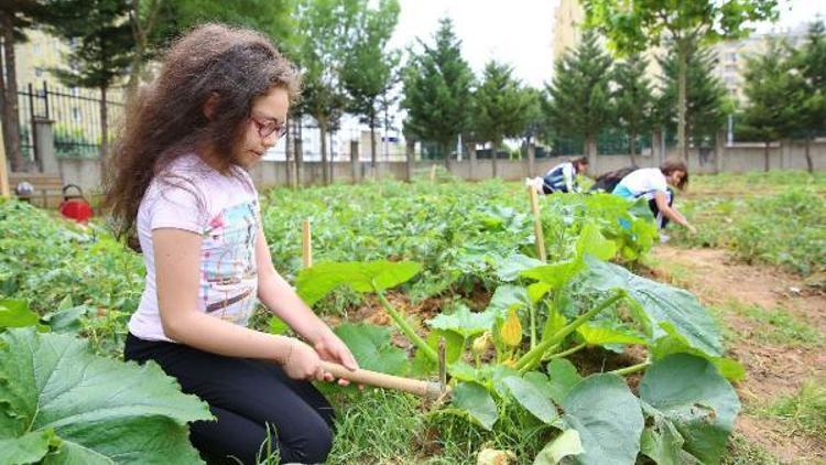 Başakşehirli öğrenciler organik tarımla buluştu