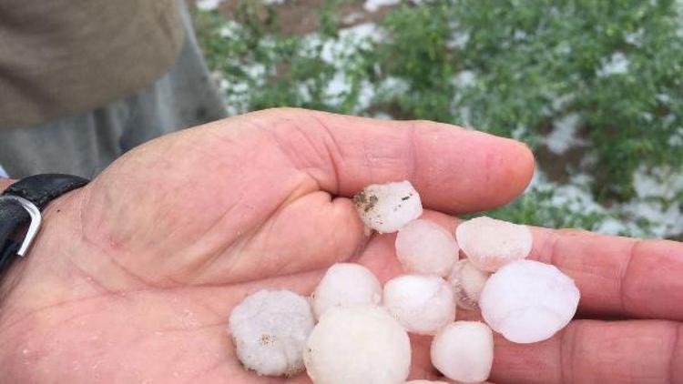 Şereflikoçhisarda dolu 44 bin dekar ekili alana zarar verdi