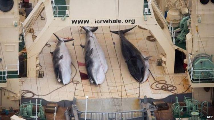 Japon balina avcıları 122 hamile balina öldürdü