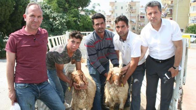 Erdemlide 4 genç çiftçiye 148 koyun dağıtıldı