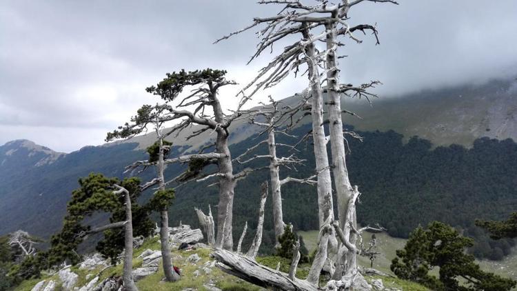 Avrupanın en yaşlı ağacı yaklaşık bin 230 yaşında