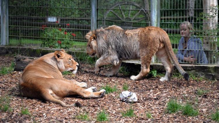Almanyada büyük panik Aslanlar ve kaplanlar hayvanat bahçesinden kaçtı