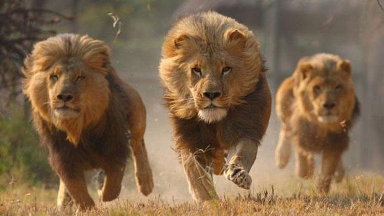 Bir ayı, iki kaplan, iki aslan ve jaguar firar etti