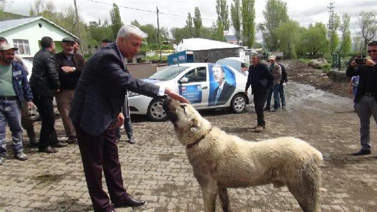 Kangallar, veteriner milletvekili adayını korkutmadı