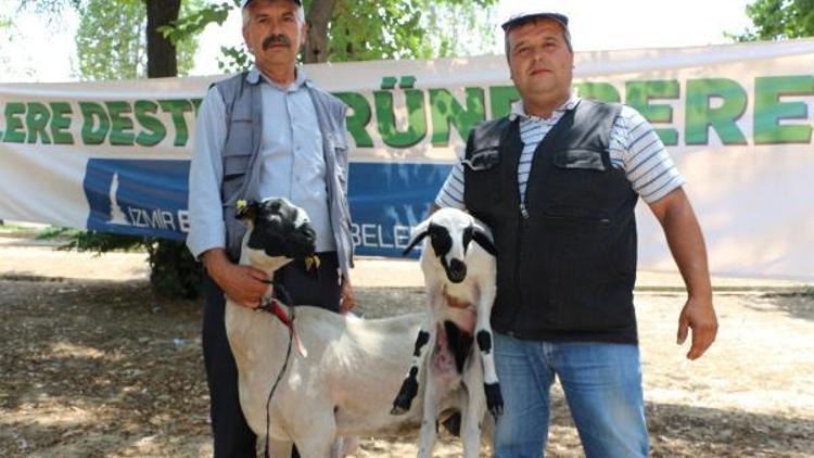 Büyükşehirin küçükbaş hayvan destekleri sürüyor