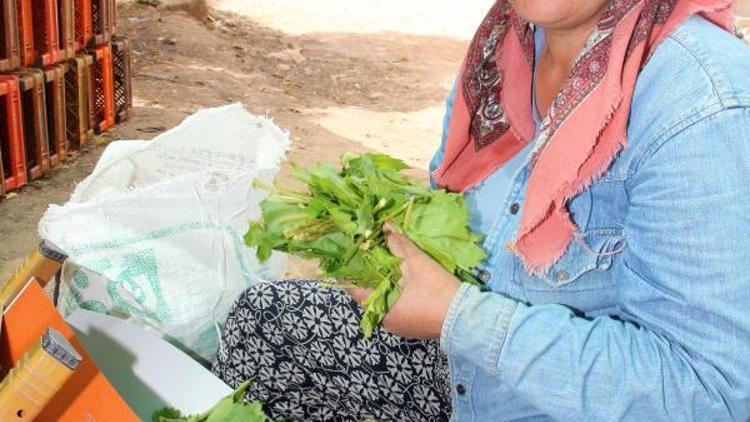 Orta Doğu ülkelerine Alaşehirden salamura yaprak