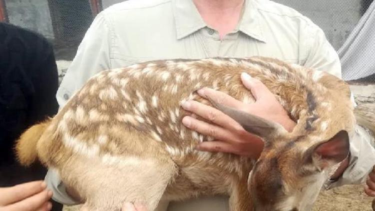 Yaralı yavru kızıl geyik tedavi edilecek