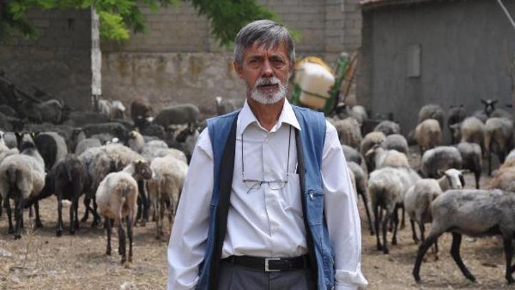 Ukraynadan getirdiği kokusuz koyunları Eskişehirde satıyor