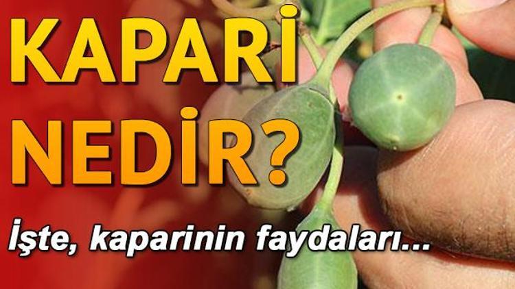 Kapari nedir Kaparinin faydaları neler