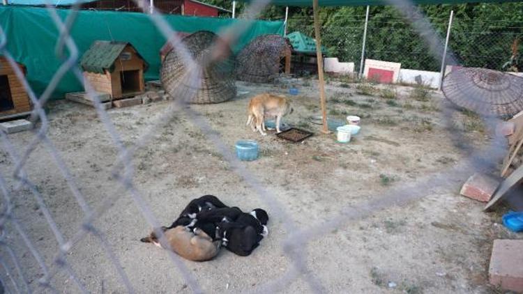 Barınağa tellerin üzerinden atılan 7 yavru köpek ölüsü bulundu