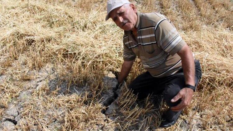 Buğdayı kök hastalığı vurdu; yüzde 50 kayıp bekleniyor