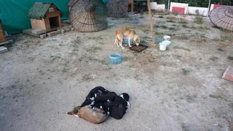 Barınağa tellerin üzerinden atılan 7 yavru köpek ölüsü bulundu