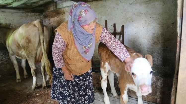 Artvin’de büyükbaş ölümleri tedirgin ediyor