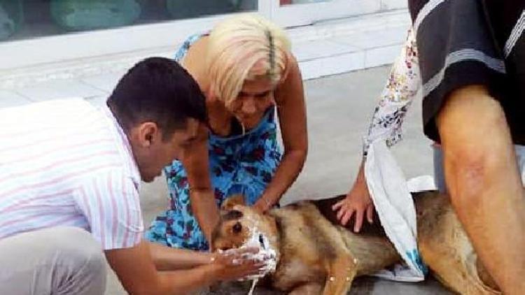 Bodrumda kedi, köpek ve tavuklar zehirli kıyma ile telef oldu