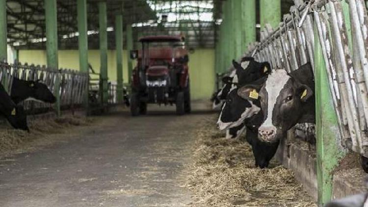 Dairy prices push the FAO Food Price Index up in May, 2018 output estimate revised upwards