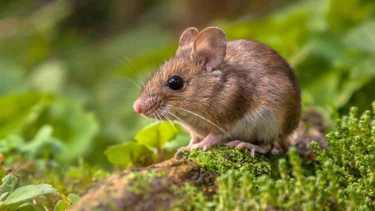 Demanslı farelerde bilişsel bozukluk ilaç tedavisiyle giderildi