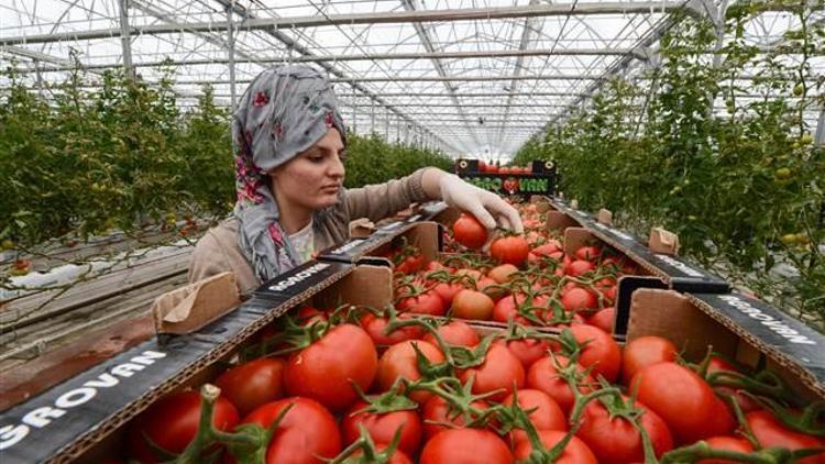 Mersinli domates üreticisinin yüzü gülüyor