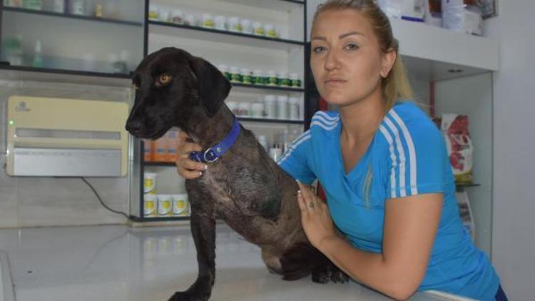 Veterinerin yanlış tedavisi, köpeğin bacağına mal oldu iddiası