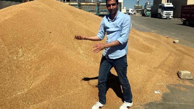 Buğday üreticilerinden, TMOnun anlaştığı firma bizi mağdur ediyor iddiası