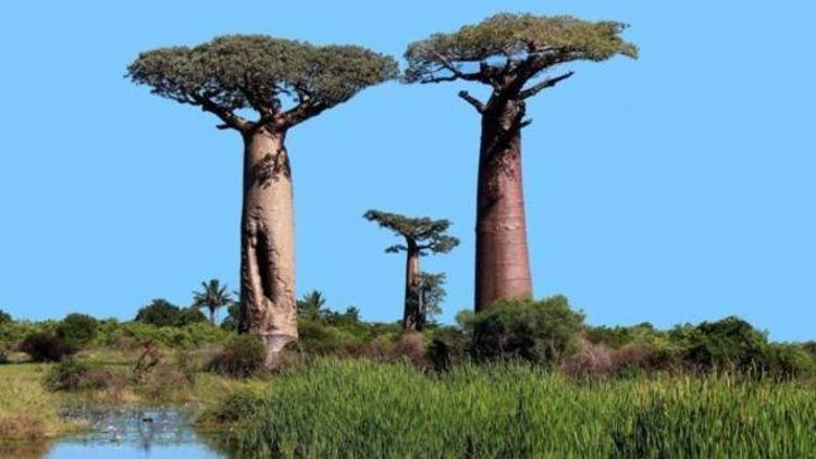 Tarihi Baobab ağaçlarının ani ölümü bilim dünyasını şaşırttı