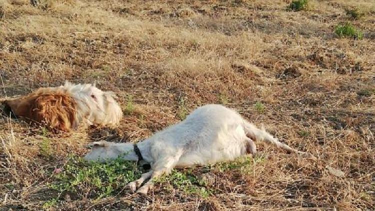 Zeytinliğine giren 24 keçiyi telef etti