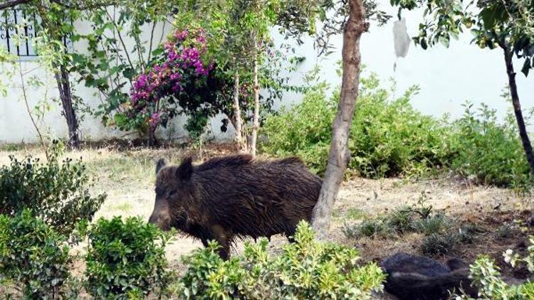 Domuzlar Bodrum ilçe merkezini mesken tuttu