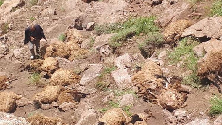 Vanda 500 koyun intihar etti