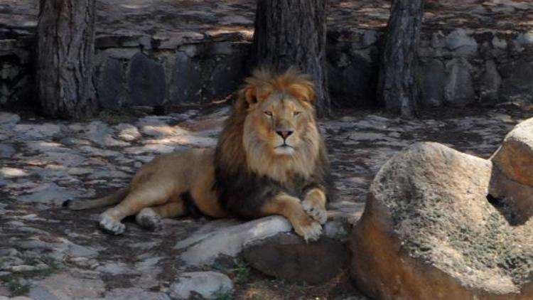 Gaziantep Hayvanat Bahçesi bayrama hazır