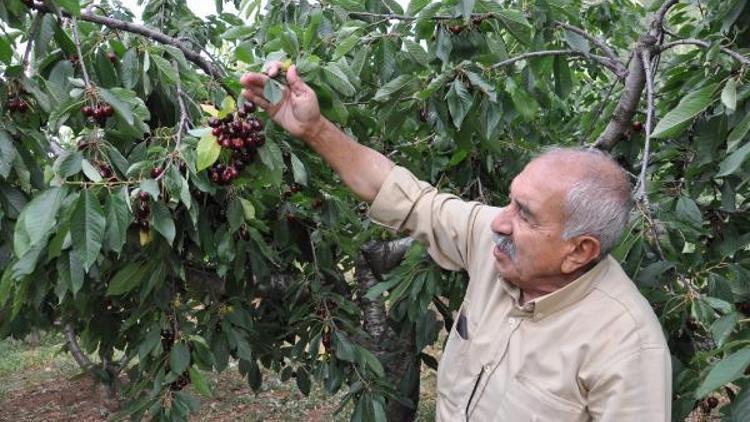 İslahiyede kirazı mantar hastalığı vurdu