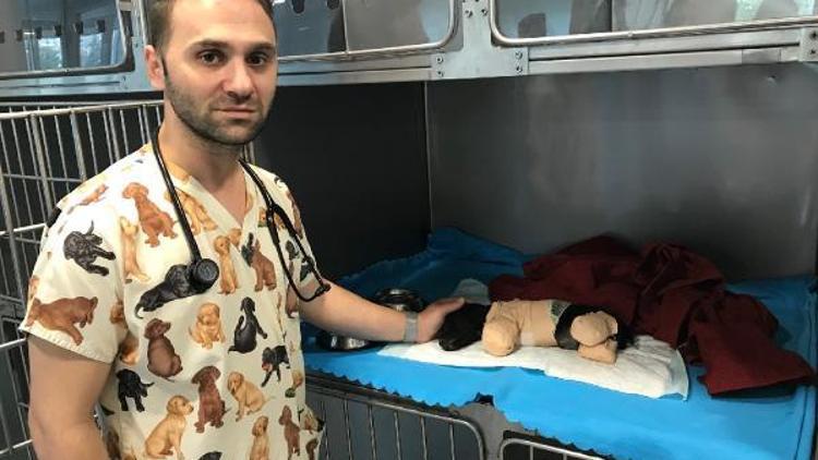 Bacakları kesilen yavru köpek İstanbulda ameliyat edilecek