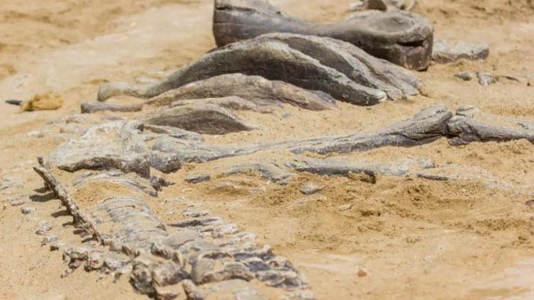 Meksikada yeni dinozor türü keşfedildi