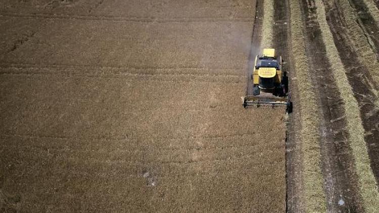 İklim değişikliği, buğdayın erkan hasat edilmesine neden oldu