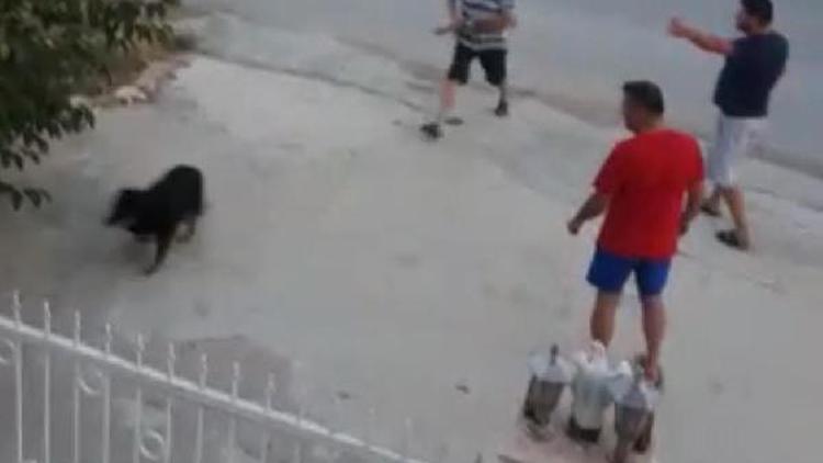 Kuşadasında köpeğe tüfekli saldırıya tepki