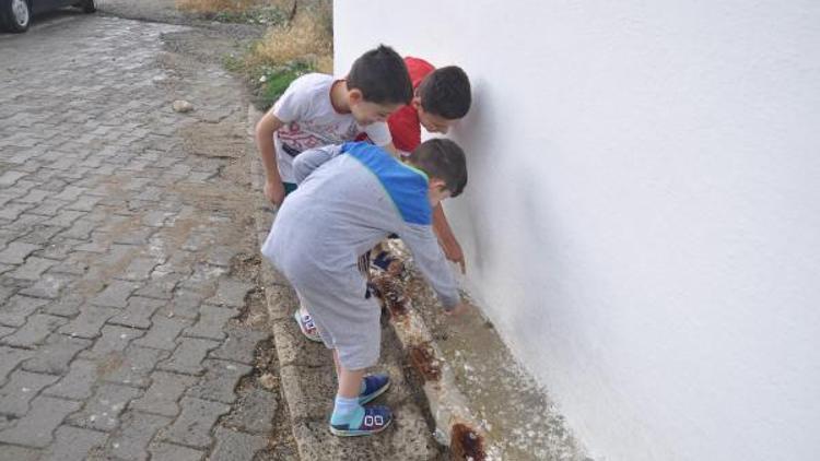 Malkarada yağmurun ardından çıkan kurbağalar şaşırttı