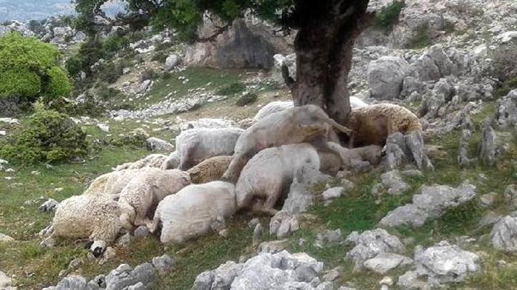 Ağaca yıldırım düştü; 22 koyun telef oldu