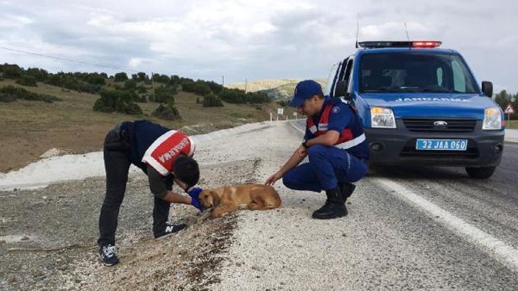 Jandarmanın fark ettiği yaralı köpek tedaviye alındı