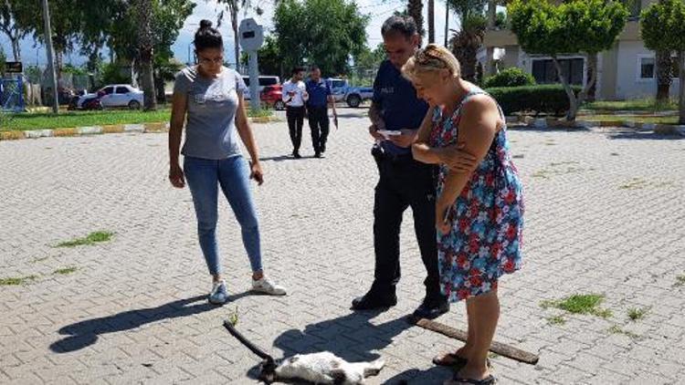 Kediyi sopalarla döverek öldürdüler iddiası