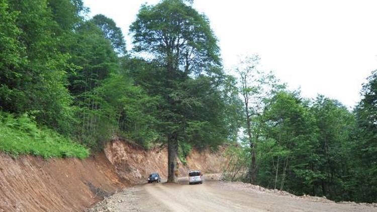 Yola engel asırlık gürgen ağacı kesilmekten kurtarıldı